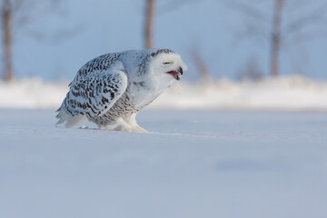 snowy owl (Bubo scandiacus) in winter