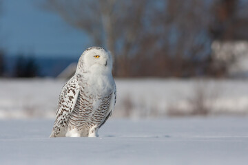 snowy owl (Bubo scandiacus) in winter