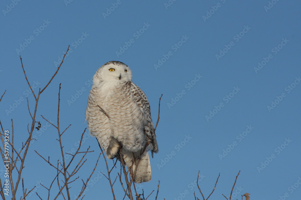 Sticker snowy owl (Bubo scandiacus) in winter