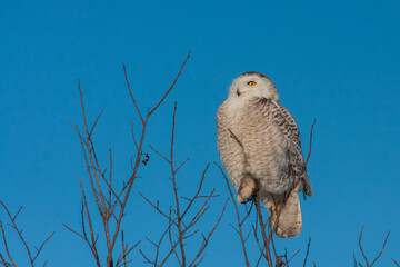 snowy owl (Bubo scandiacus) in winter