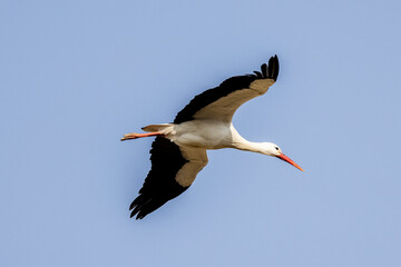 Obraz premium Stork in flight in a blue sky in Provence, France