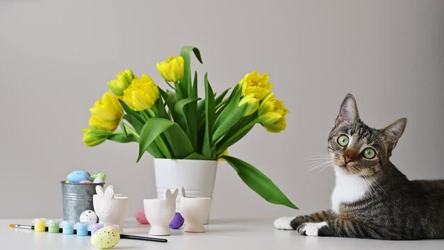 cute easter footage with charming cat near a bunch of yellow tulips,decorative eggs,egg holders,paint and brushes. Creative holiday