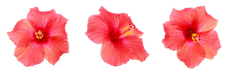 Fleurs d'Hibiscus rouge	