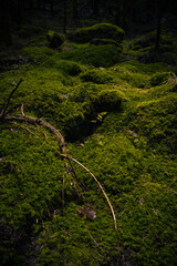 Gloomy and dark forest in the south of Bohemia. Mystical place covered with amazing green moss.