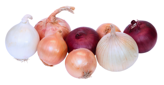 Différentes variétés d'oignon