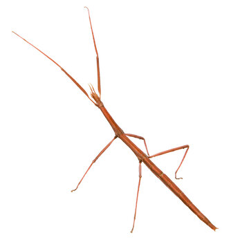 Phasme europ&eacute;en marron	