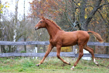 beautiful chestnut colt trotting against the background of autumn colorful trees