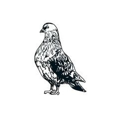 Black and white sketch of a dove with transparent background