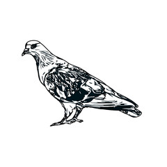 Black and white sketch of a dove with transparent background