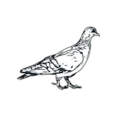 Black and white sketch of a dove with transparent background