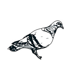 Black and white sketch of a dove with transparent background