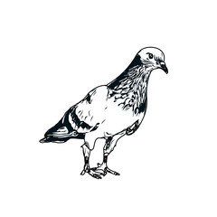 Black and white sketch of a dove with transparent background