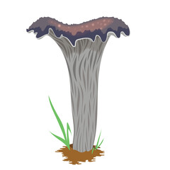 Mushroom Illustration realistic 