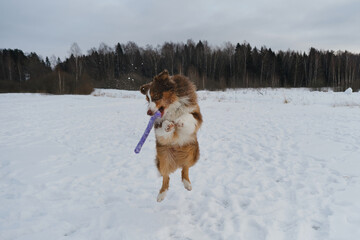 Concept of pet having fun in nature. Creative portrait of dog in motion at wide angle. Brown Australian Shepherd in winter snow park jumps and prepares to catch flying toy. Aussie red tricolor.