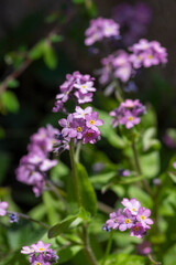 Pale pink myosotis sylvatica in bloom, group of small tiny flowering flowers with yellow center