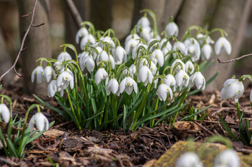 Galanthus nivalis flowering plants, bright white common snowdrop in bloom in sunlight