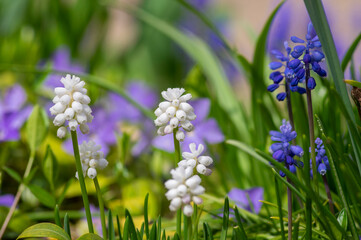 Muscari aucheri grape hyacinth white flowering flowers, group of bulbous plants in bloom, green leaves