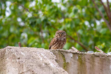 owl in its natural environment, Little Owl, Athene noctua	
