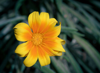 gazania