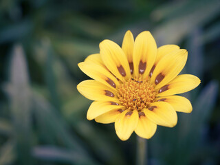 gazania