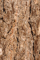Close Up Of Tree Bark Texture