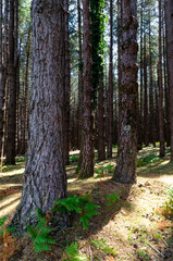 Fototapeta premium path in the forest