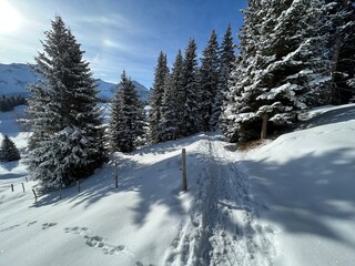 Wonderful winter hiking trails and traces in the fresh alpine snow cover of the Swiss Alps and over the tourist resort of Arosa - Canton of Grisons, Switzerland (Schweiz)