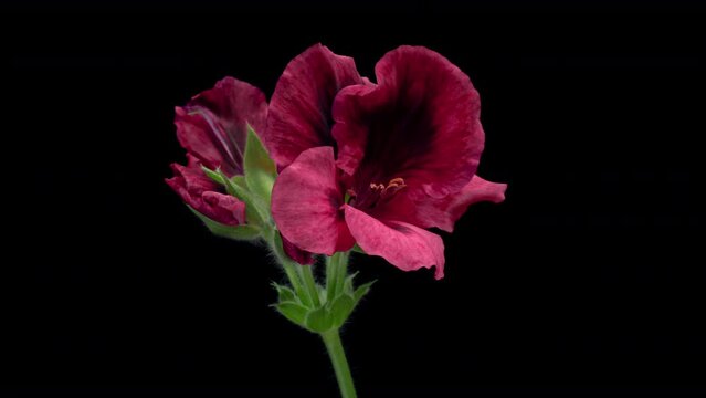 Timelapse of pink geranium flowers blooming on black background. Demonstrating the colors of 2023 - Viva magenta. Wedding backdrop, Valentine's Day concept. Mother's day, Holiday, Love, birthday