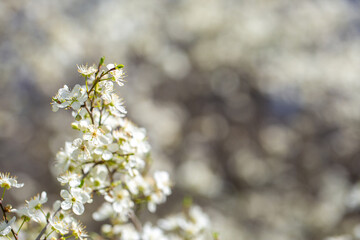White flowers bloom in the trees. Spring landscape with blooming sakura tree. Beautiful blooming garden on a sunny day. Copy space for text.
