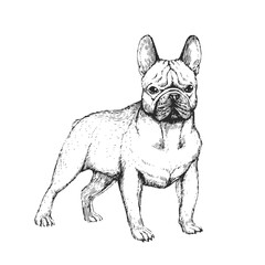 Vector hand-drawn illustration of a French Bulldog in engraving style. Sketch with cute pet isolated on white. Dog breed.
