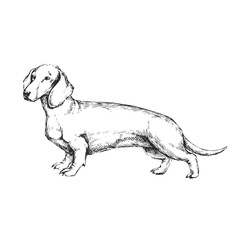 Vector hand-drawn illustration of Dachshund in engraving style. Sketch with cute pet isolated on white. Dog breed.
