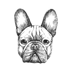 Vector hand-drawn portrait of French Bulldog in engraving style. Sketch illustration with dog head isolated on white. Cute pet face. - 577799883