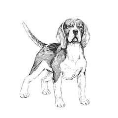 Vector hand-drawn illustration of Beagle in engraving style. Sketch with cute pet isolated on white. A breed of dog for hunting. - obrazy, fototapety, plakaty