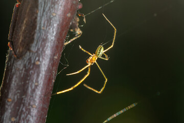 Garden spider hanging on a cobweb in the rays of the sun macro photography in the summer. A predatory insect hangs on a web in the sunlight. Close-up photo.