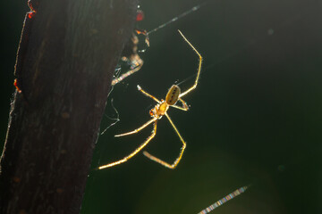 Garden spider hanging on a cobweb in the rays of the sun macro photography in the summer. A predatory insect hangs on a web in the sunlight. Close-up photo.