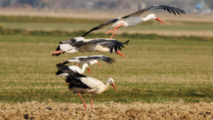 Storks looking for food in a meadow in Provence, France