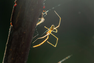 Garden spider hanging on a cobweb in the rays of the sun macro photography in the summer. A predatory insect hangs on a web in the sunlight. Close-up photo.