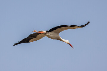 Obraz premium Stork in flight in a blue sky in Provence, France