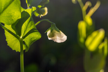 Blooming white pea flower in the sunlight of a hot day macro photography. Blooming pea plant in summer close-up photography.