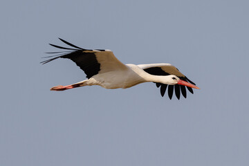 Stork in flight in a blue sky in Provence, France