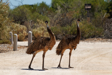 Two Emu or pair walk in parking place - Dromaius novaehollandiae second-tallest living bird after its ratite relative the ostrich, endemic to Australia, Shark bay in Western Australia