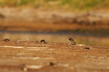 Black-fronted Dotterel - Elseyornis melanops small plover wader in the Charadriidae family, bird on the australian beach next to the water during sunset or sunrise, red bill
