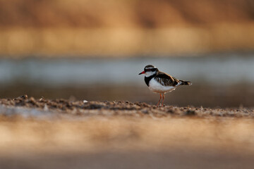 Black-fronted Dotterel - Elseyornis melanops small plover wader in the Charadriidae family, bird on the australian beach next to the water during sunset or sunrise, red bill