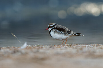 Black-fronted Dotterel - Elseyornis melanops small plover wader in the Charadriidae family, bird on the australian beach next to the water during sunset or sunrise, red bill