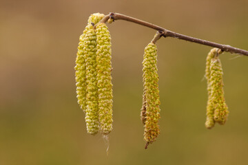 männliche haselnussblüten im frühling