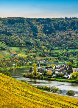 Senhals village in the valley along Moselle river bank between rolling hills and steep vineyards in Cochem-Zell district, Germany