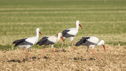 Storks looking for food in a meadow in Provence, France