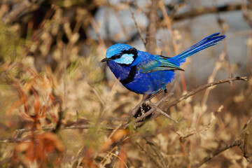 Splendid Fairywren - Malurus splendens passerine bird in Maluridae in sun, blue wren found in Australia in arid and semi-arid regions, sexual dimorphism, male is small long-tailed bird of bright blue