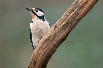 Great spotted woodpecker bird Dendrocopos major perched on tree