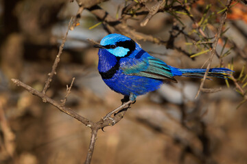 Splendid Fairywren - Malurus splendens passerine bird in Maluridae in sun, blue wren found in Australia in arid and semi-arid regions, sexual dimorphism, male is small long-tailed bird of bright blue